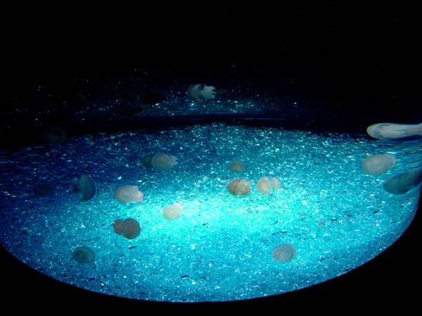 Distorted_Jellies