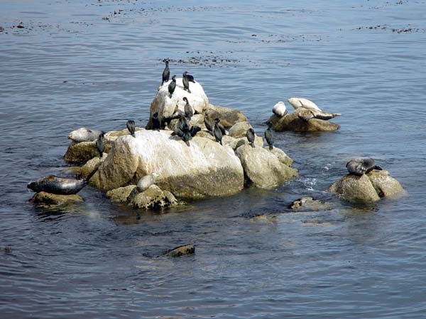 Lazy_Seals