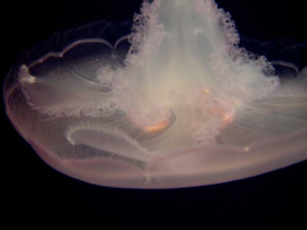 Moon_Jelly