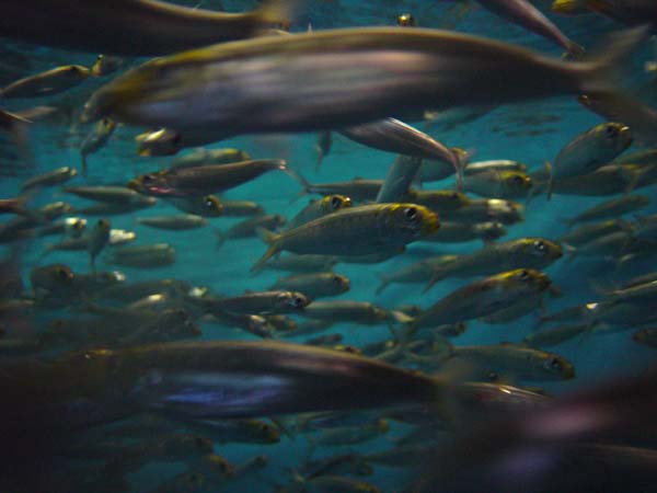 Sardine_School_(Short_Exposure)