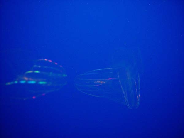 Shimmering_Jellies_I