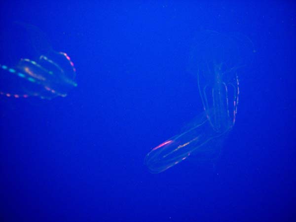 Shimmering_Jellies_II