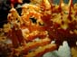 Crab_Pair