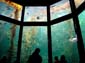 Kelp_Tank