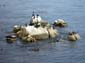 Lazy_Seals