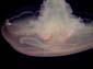 Moon_Jelly
