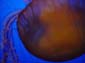 Orange_Jellies_I
