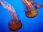 Orange_Jellies_II