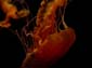 Orange_Jellies_III