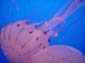 Pink_Jellies_I
