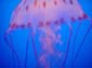 Pink_Jellies_III