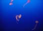 Pink_Jellies_IV