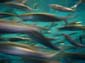 Sardine_School_(Long_Exposure)