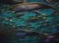 Sardine_School_(Short_Exposure)