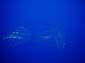 Shimmering_Jellies_I