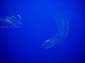 Shimmering_Jellies_II