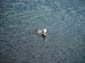 Stranded_Seagull