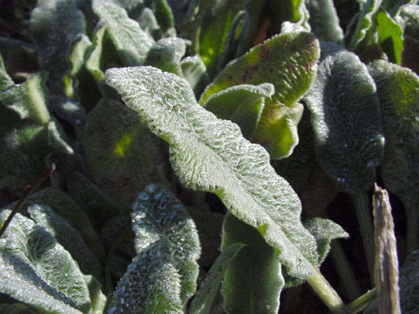Dewy