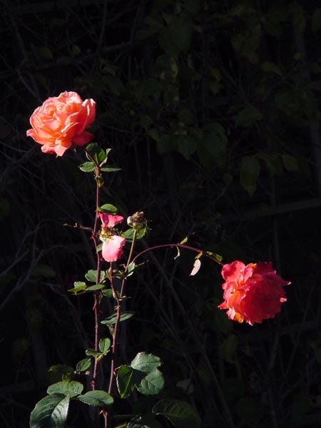 Roses