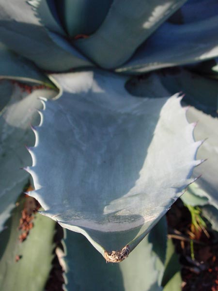 Spikey