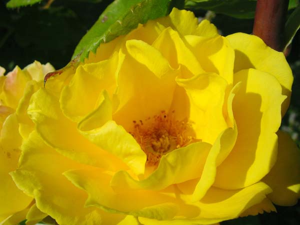 Yellow