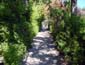Bamboo Lined Sidewalk