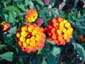 Flower Clusters