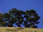 Hilltop Trees