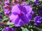 Purple Flower