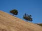 Twin Trees