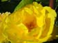 Yellow Flower