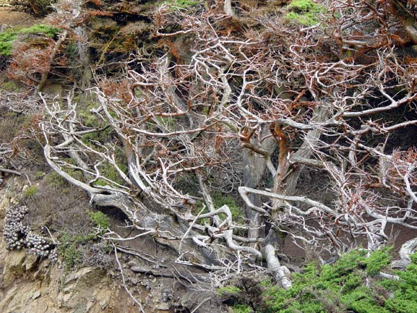 Gnarly_Branches