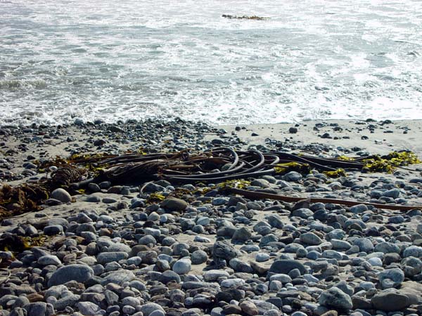 Kelp_Coils