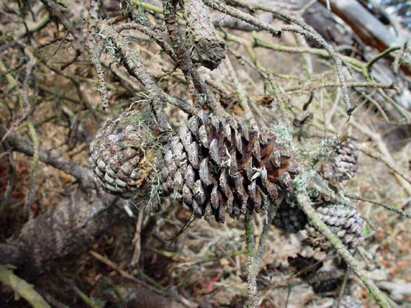 Pine_Cones