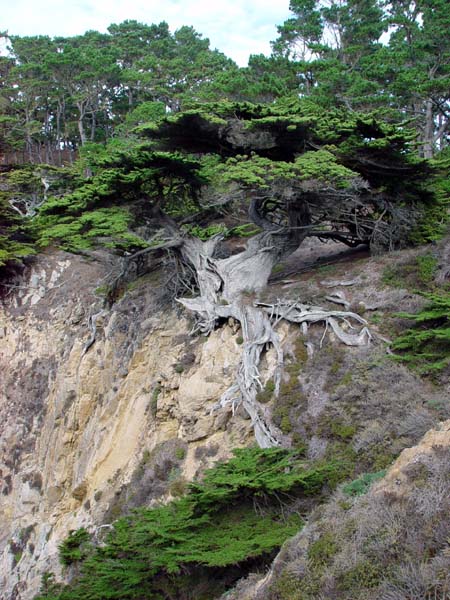 Vetran_Juniper