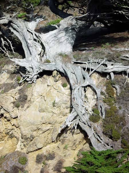Vetran_Juniper_(Root_Detail)
