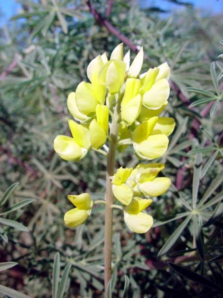 Yellow_Petals
