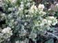 Fuzzy_Flowers