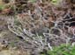 Gnarly_Branches