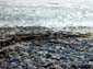 Kelp_Coils