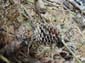 Pine_Cones