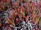 Red_Succulents