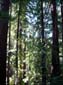 Redwood_Grove