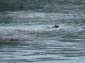 Sea_Otter
