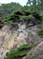 Vetran_Juniper