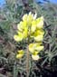 Yellow_Petals