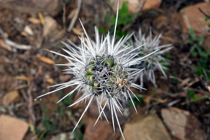 Spiny