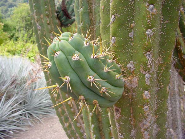 Cactus