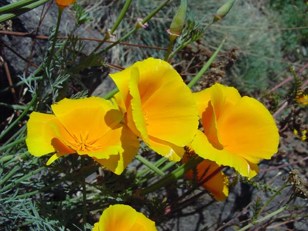 Orange-Yellow