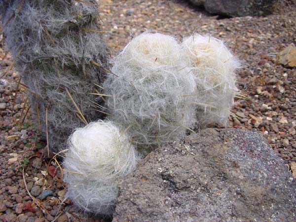 Wooly